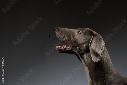 Close-up Portrait of Weimaraner dog catching food on white gradient