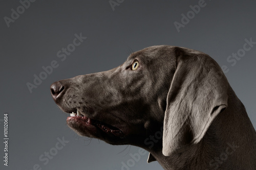 Close-up Portrait Weimaraner dog in Profile view on white gradient