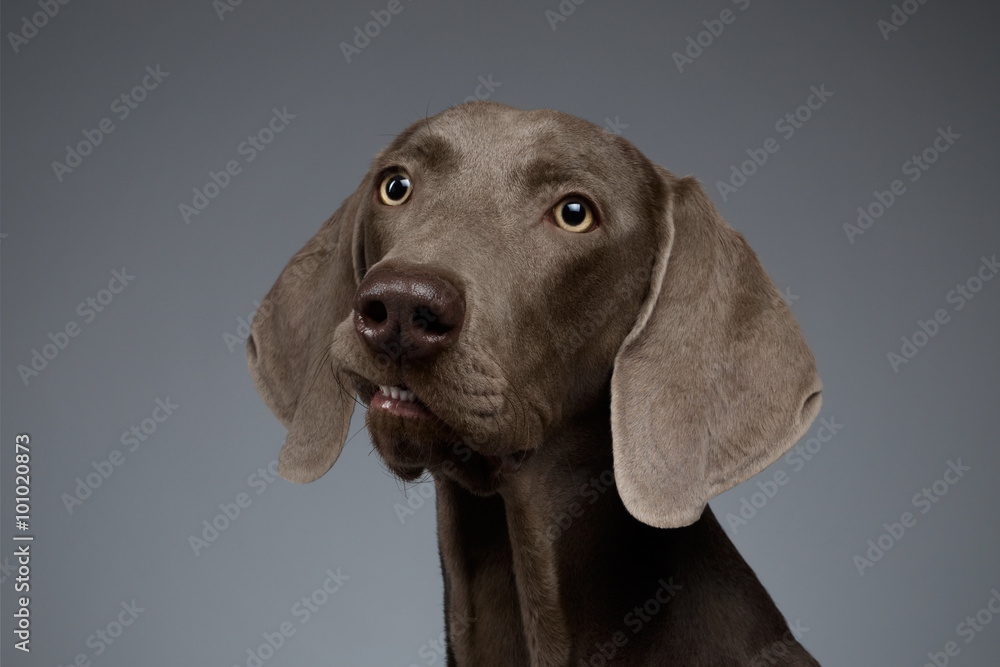 Close-up Portrait of Weimaraner dog Looking in Camera, white gradient Close-up Portrait of Weimaraner dog Looking in Camera, white gradient