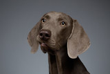 Close-up Portrait of Weimaraner dog Looking in Camera, white gradient