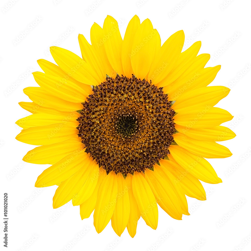 Obraz premium Sunflower isolated on white background