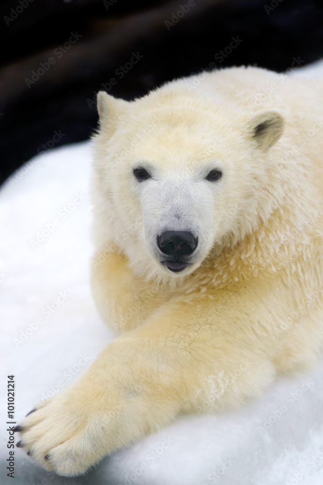 Polar bear on white snow