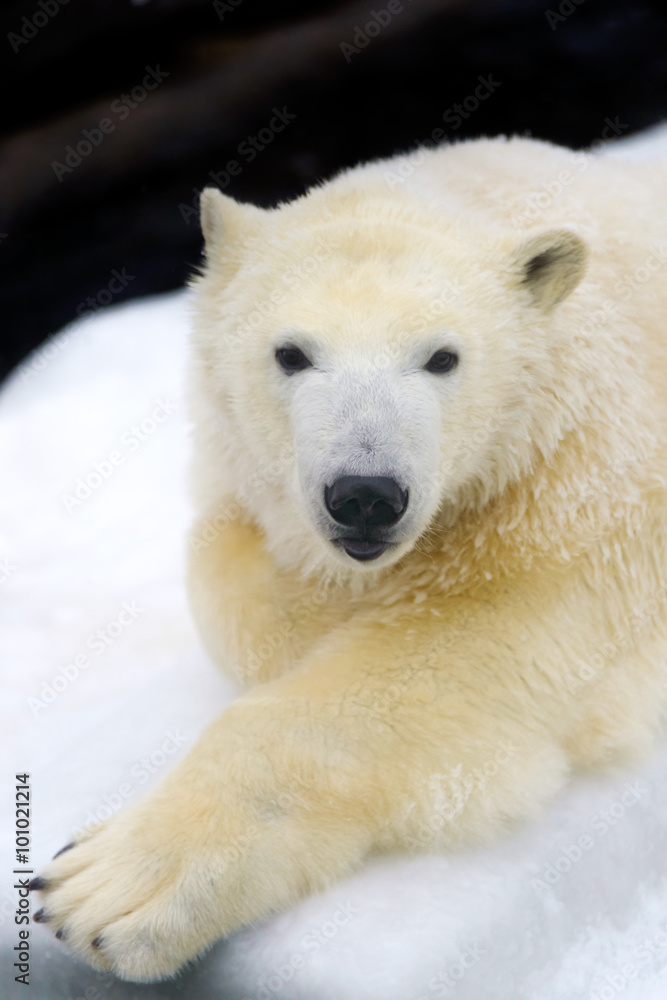 Polar bear on white snow Polar bear on white snow