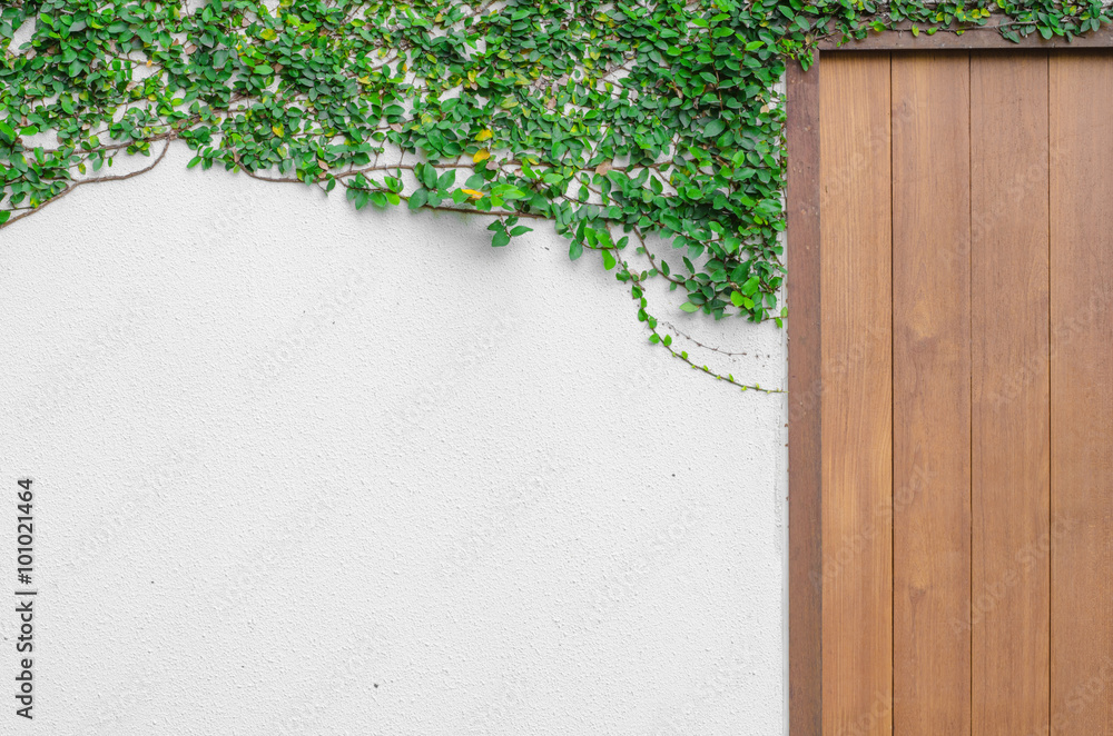 Ivy on a white wall With a wooden gate Ivy on a white wall With a wooden gate