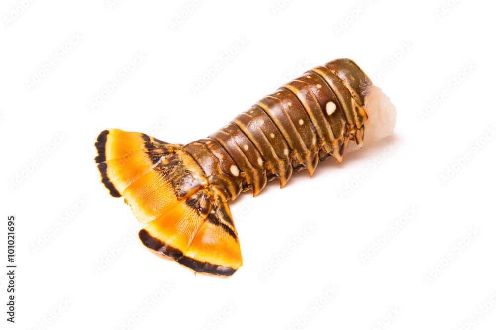 Raw Caribbean rock lobster tail isolated on a white studio background. Raw Caribbean rock lobster tail isolated on a white studio background.