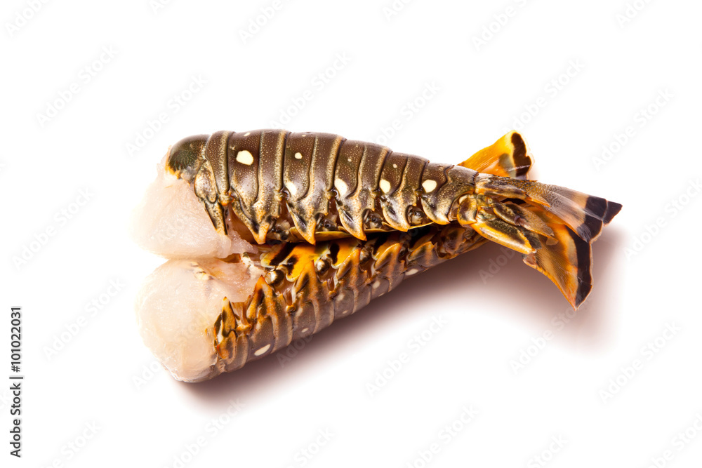 Raw Caribbean rock lobster tails isolated on a white studio back Raw Caribbean rock lobster tails isolated on a white studio back