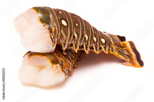 Raw Caribbean rock lobster tails isolated on a white studio back