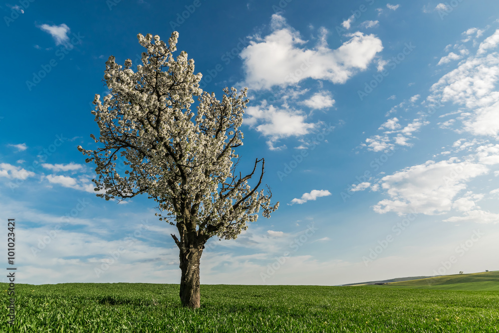 Naklejka premium Blooming tree in a green field