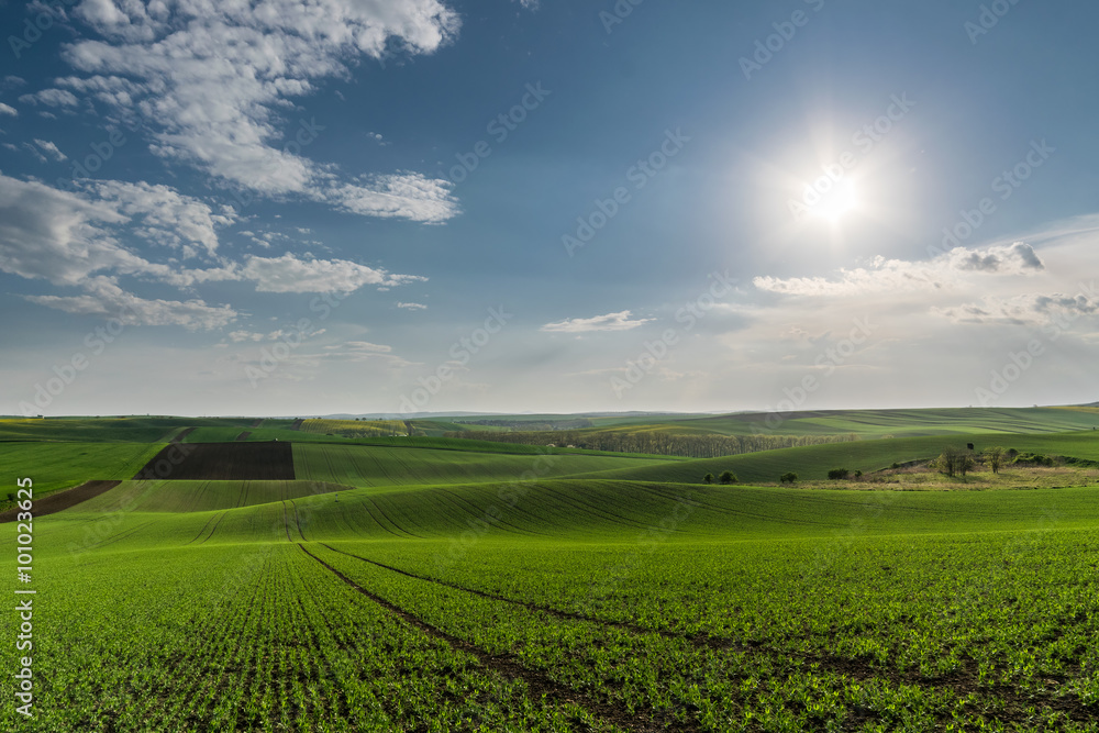 Landscape with green fields