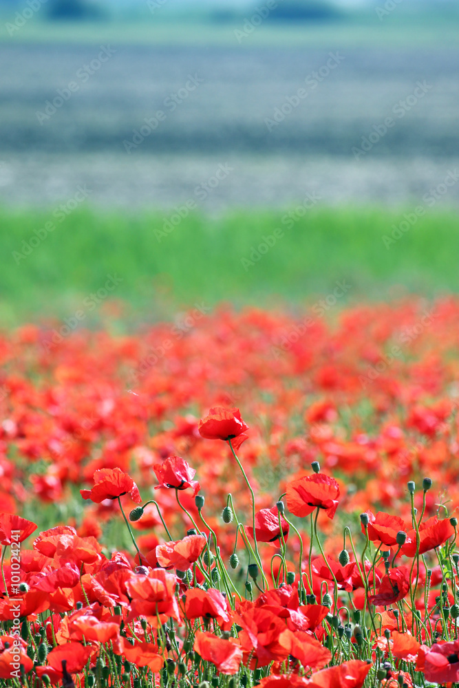 red poppies flower countryside spring season