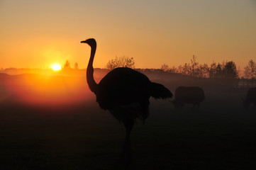 Plexiglas schilderij Struisvogel Silhouet van struisvogel bij zonsondergang  © Evgeny Govorov