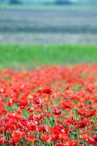 red poppies flower countryside spring season