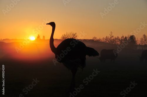Silhouette ostrich on sunset background