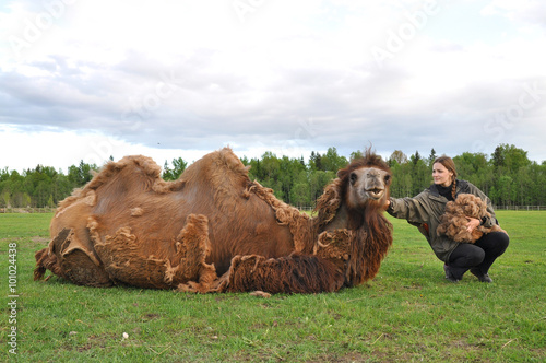 Girl gathers camel wool