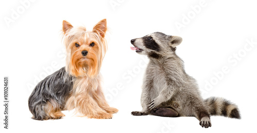 Fototapeta Naklejka Na Ścianę i Meble -  Yorkshire terrier and raccoon showing tongue