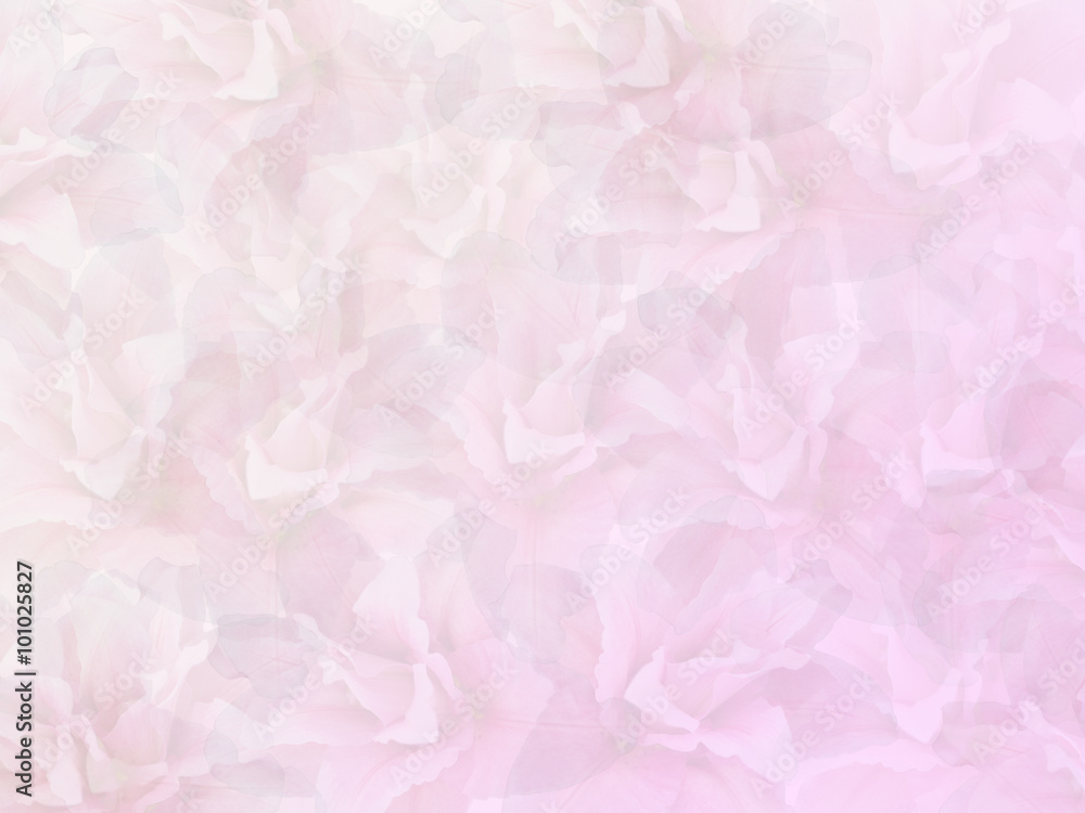 Lily Abstract with Pink and White Background Lily Abstract with Pink and White Background