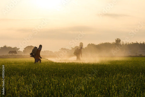 Rice farmers spraying. © kaentian