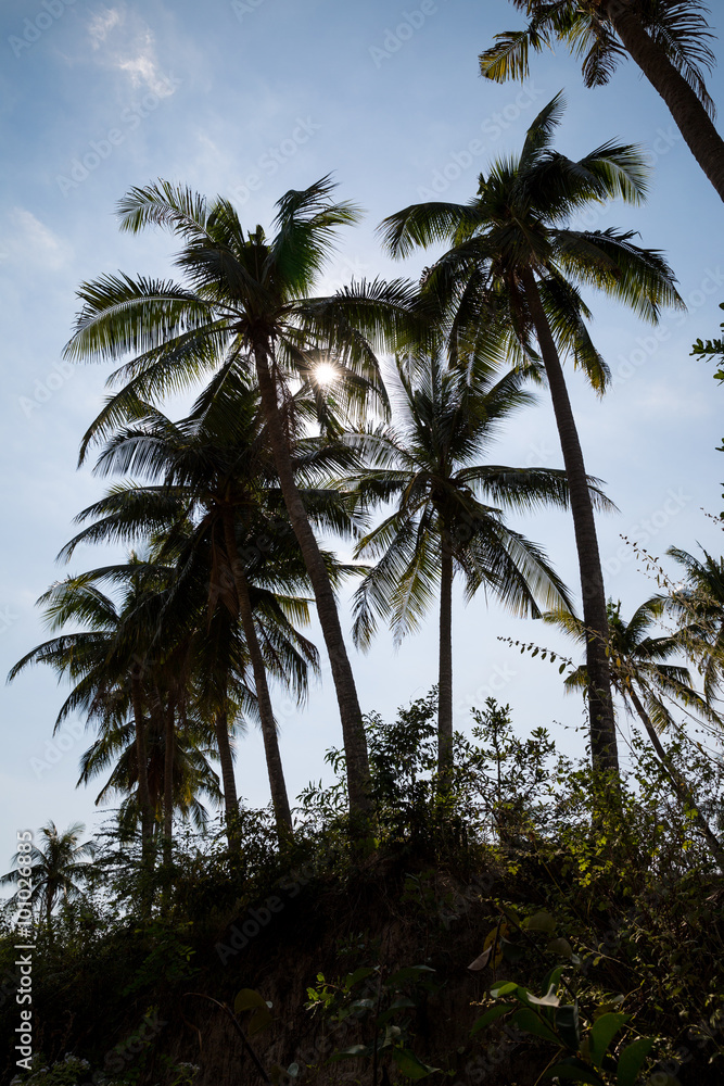 Palmen im Gegenlicht in Vietnam