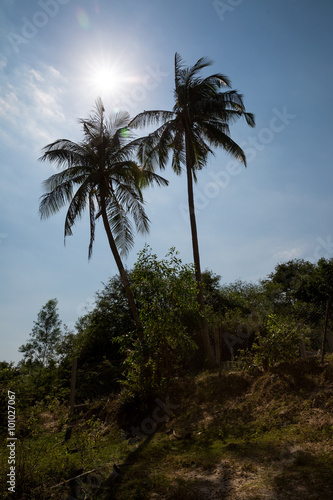 Palmen im Gegenlicht in Vietnam