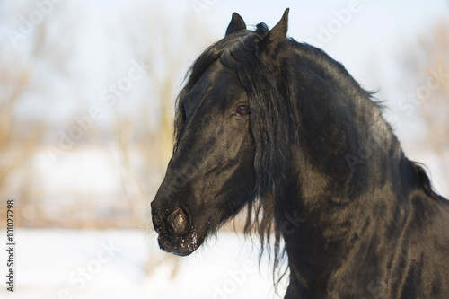 Black frisian horse in winter