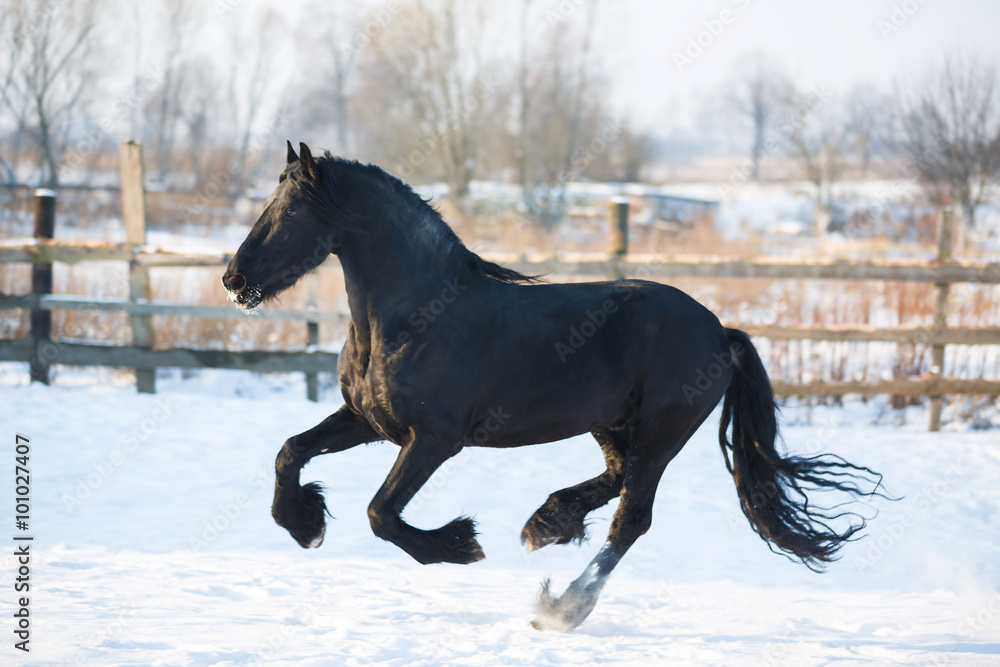 Black frisian horse in winter Black frisian horse in winter