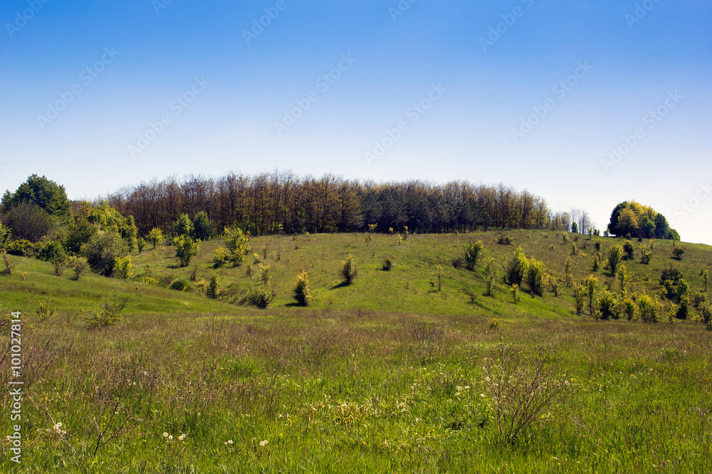 Fototapeta premium landscape of a grassy valley, hills with forest and sky