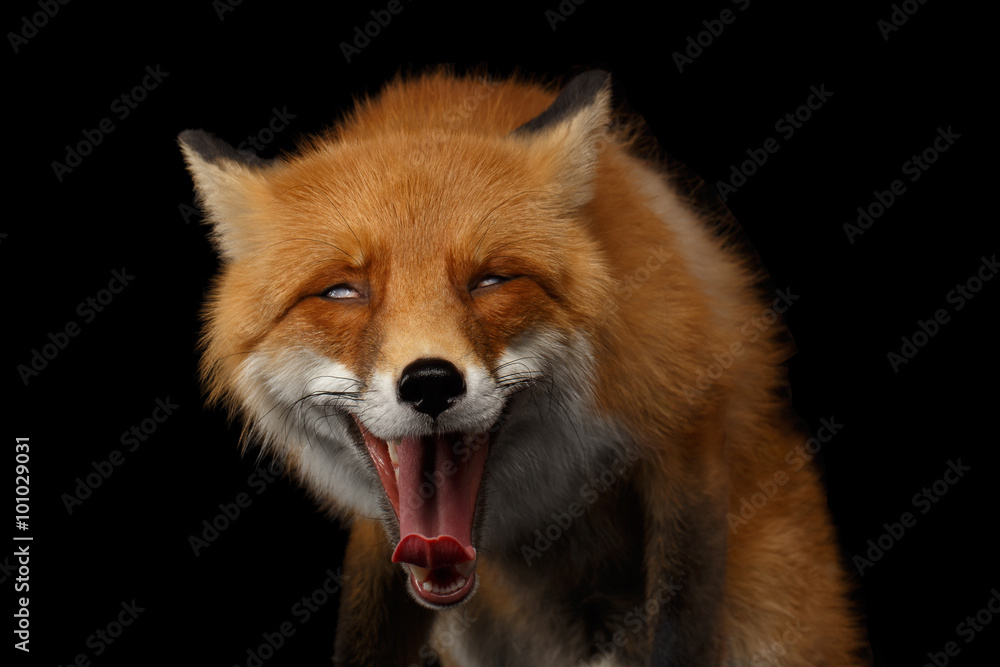 Closeup Portrait of Smiled Red Fox Isolated on black - obrazy, fototapety, plakaty 