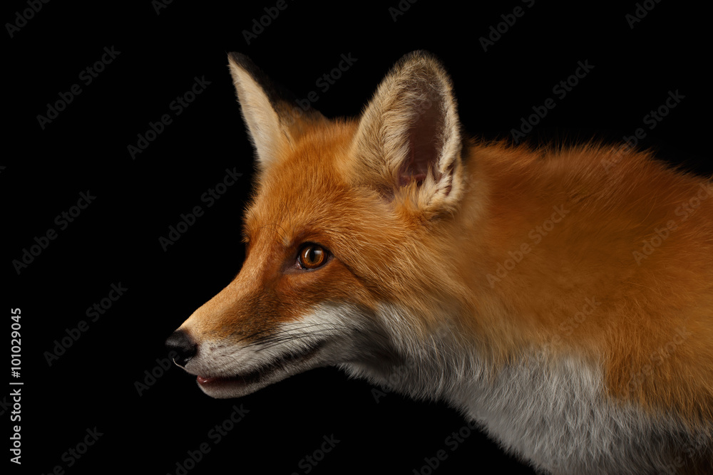 Fototapeta premium Closeup Portrait of Red Fox in Profile Isolated on black