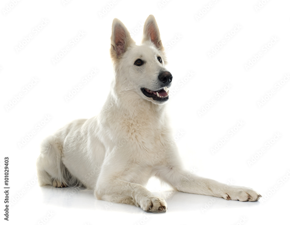 swiss white shepherd