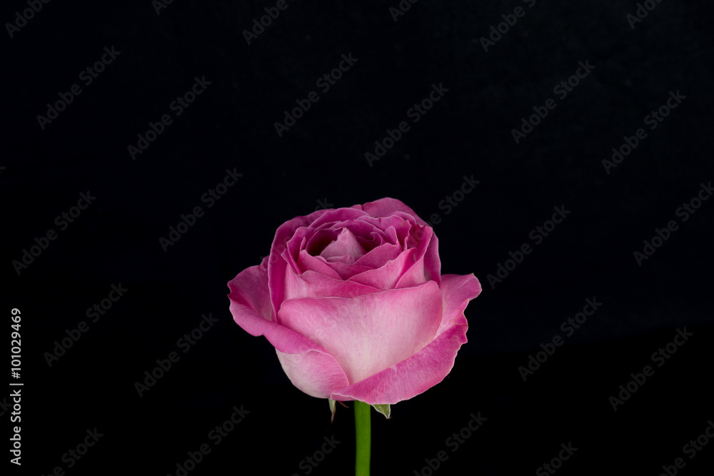 Pink and white rose black background Pink and white rose black background