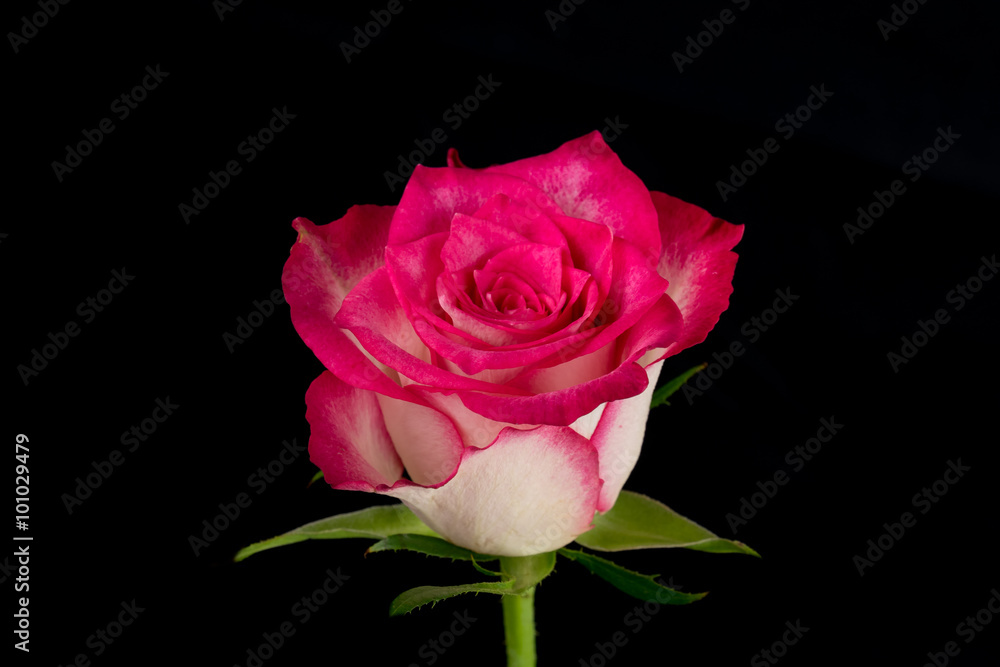 Pink and white rose black background Pink and white rose black background