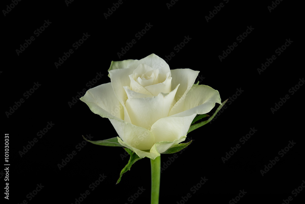 White rose black background White rose black background