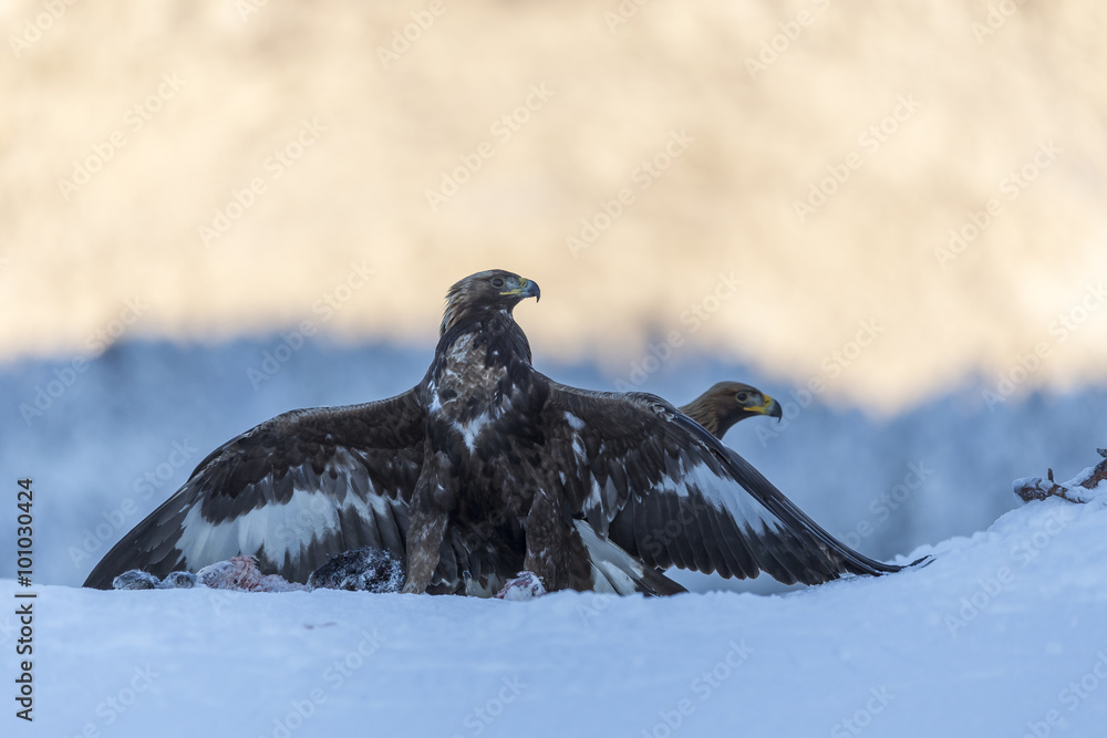 Obraz premium Golden eagle