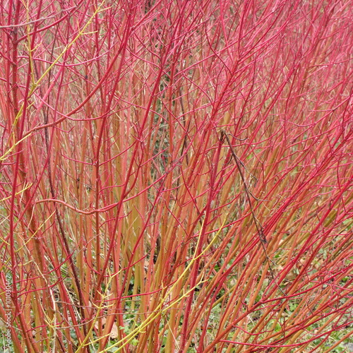 Red Cornus Stems in Winter