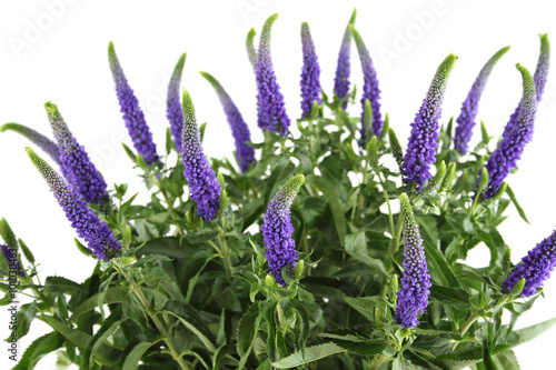 Purple flowers Veronica