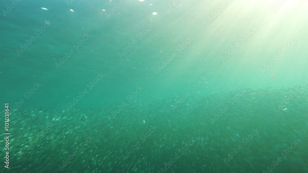 Shoal sea sardines in the blue water of the ocean.tropical underwater world.Diving and snorkeling in the tropical sea.Travel concept,Adventure concept. Shoal sea sardines in the blue water of the ocean.tropical underwater world.Diving and snorkeling in the tropical sea.Travel concept,Adventure concept.