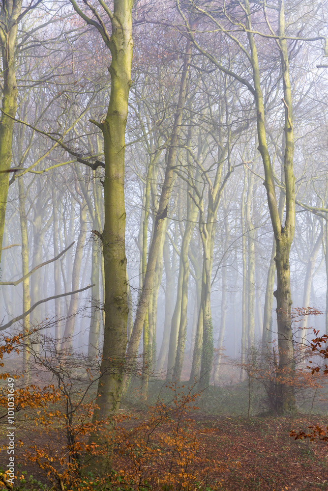 English beach woodland on a misty morning