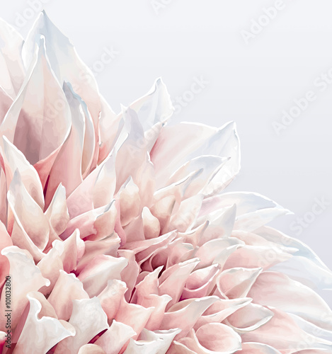 Dahlia Flower background