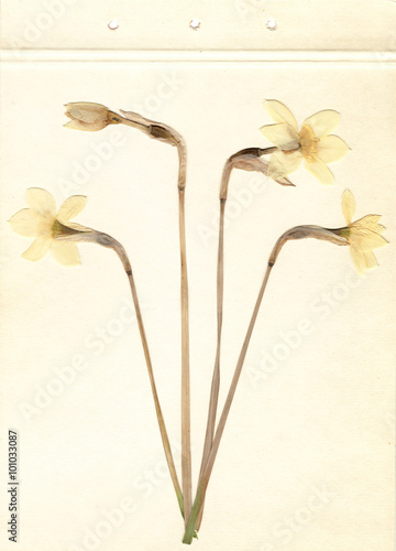 Pressed and dried daffodils. White narcissus. Scanned image. Vintage herbarium background on old paper. photo