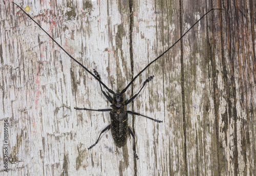 фотографія pine sawyer (Monochamus sutor) in Tver Province, Russia