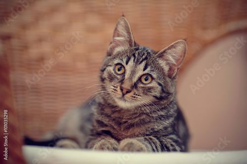 Portrait of a striped kitten on a wicker chair
