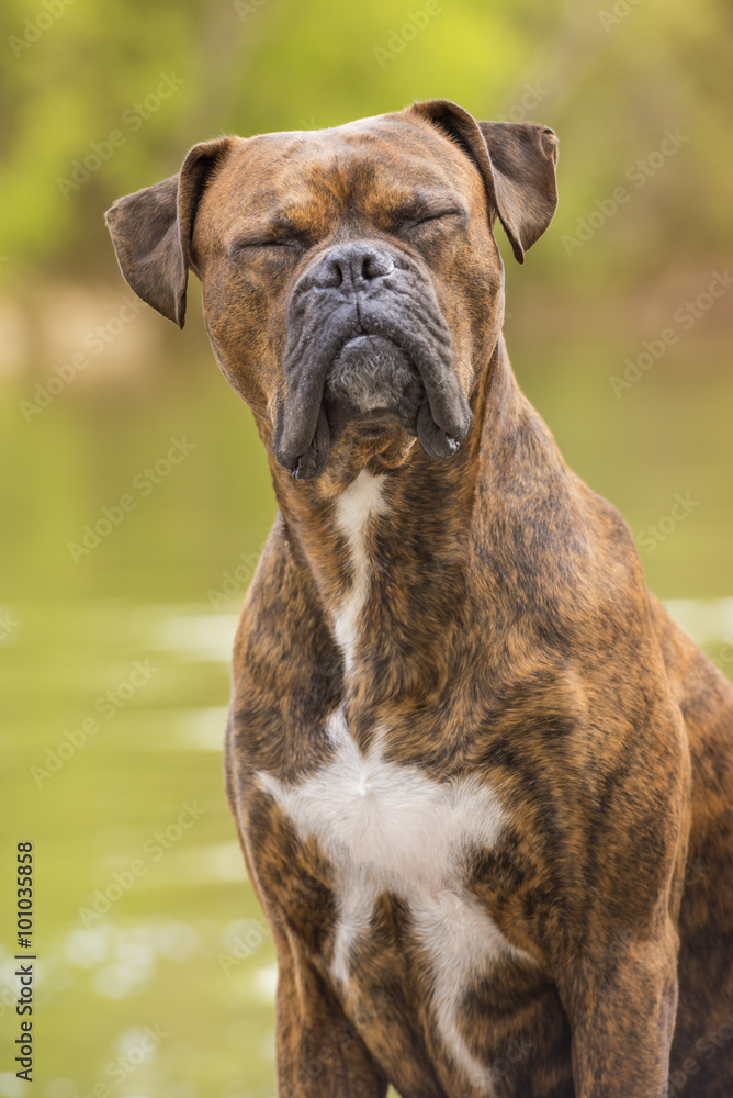 Portrait of a boxer dog sitting next to the river, with closed eyes and funny expression. Vertical.