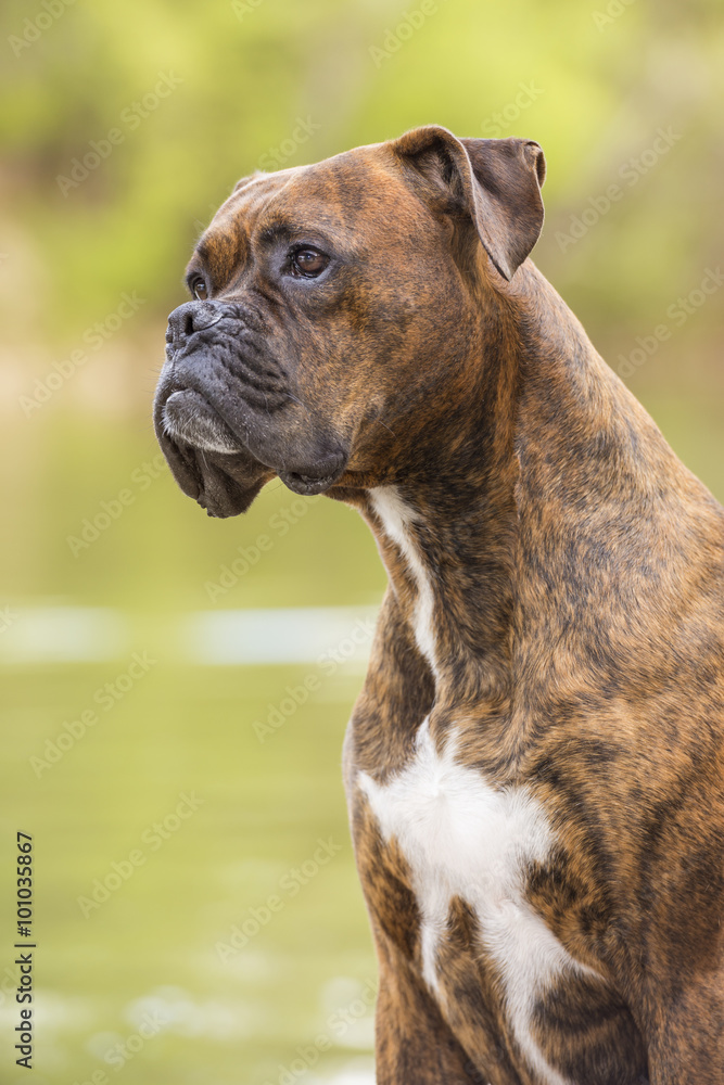 Boxer dog next to the river