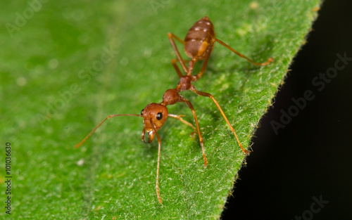red ant on leaf © borphloy