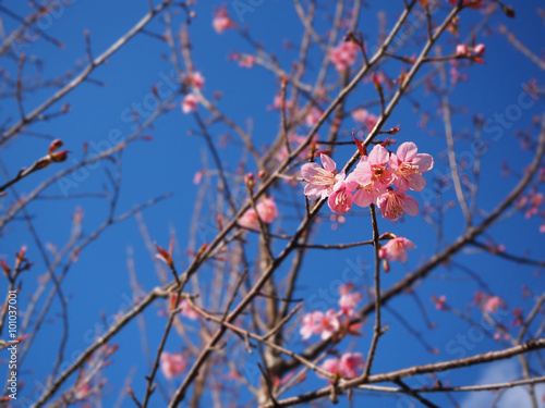 Pink Thai sakura against with blue sky