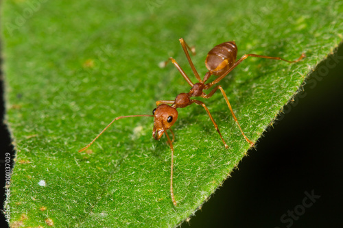 red ant on leaf © borphloy