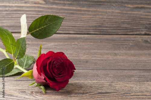 Red rose flower on a wooden background.