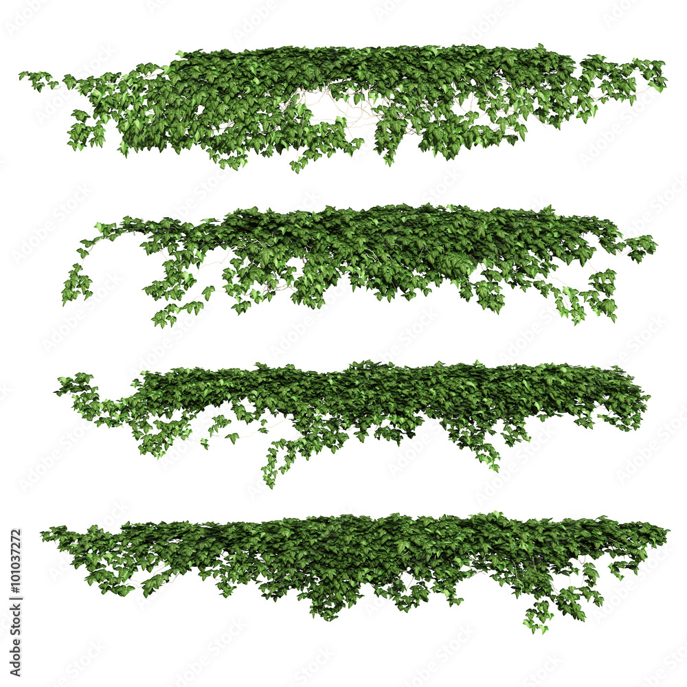 ivy leaves isolated on a white background. - obrazy, fototapety, plakaty 