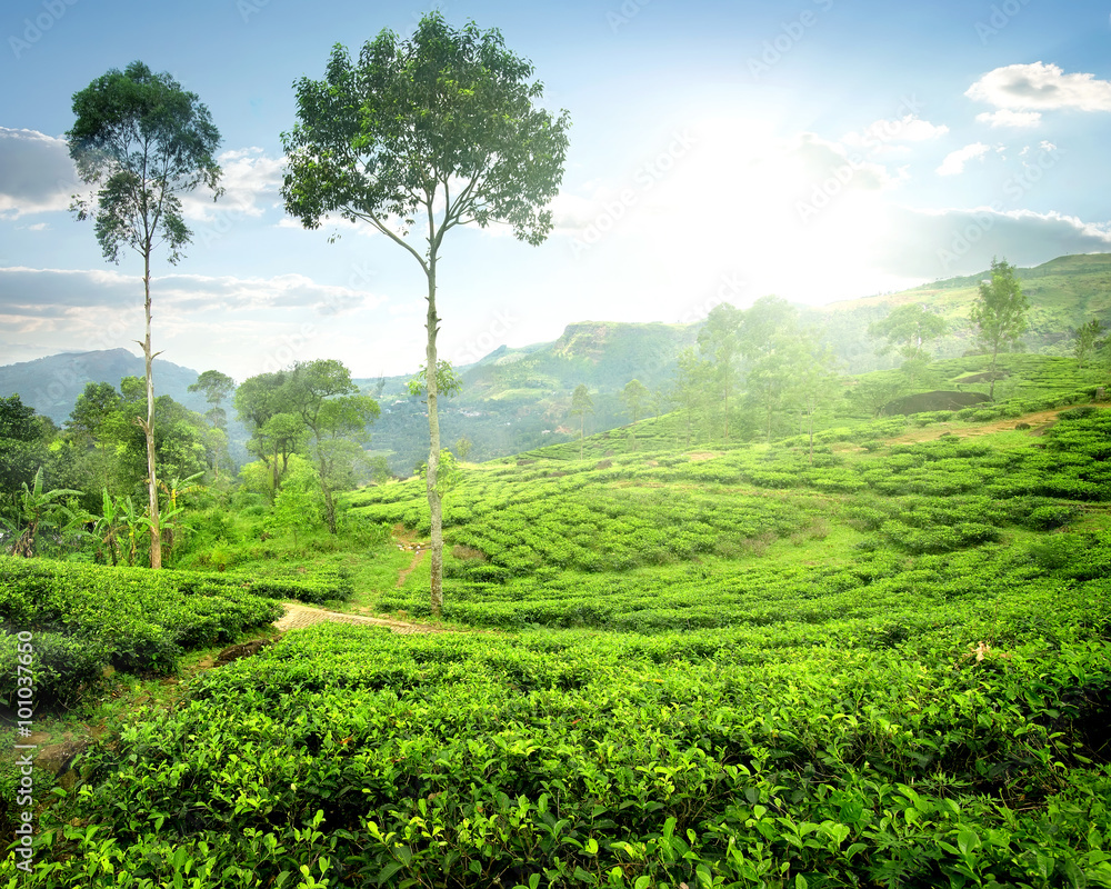 Fototapeta premium Fog over tea plantations