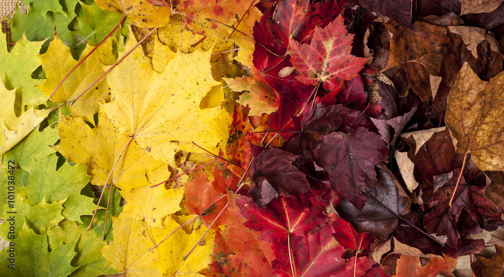 Obraz premium Gradient of Fall Colored Maple Leaves